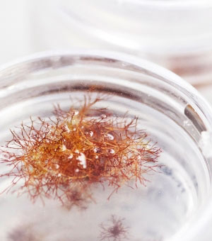 Natural, high-quality ingredients